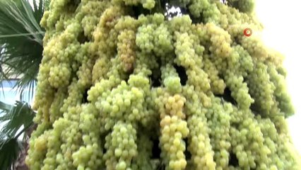 Bakan Pakdemirli üzüm rekoltesini açıkladı