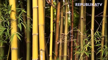 Gitar Bambu, Dari Bandung Goes to Eropa