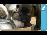 Messy Eater Pit Bull Puppies - Puppy Love