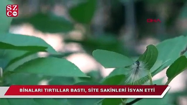 Binaları tırtıllar bastı, site sakinleri isyan etti