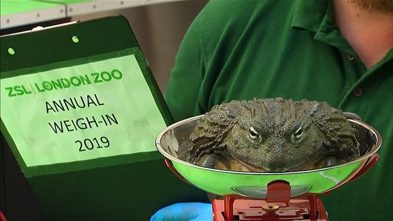 Londoner Zoo: Alle Tiere müssen auf die Waage