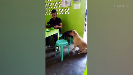Polite Stray Pooch Asks Diners For Food