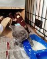 Ce chaton est très terrible quand il boit son lait. A voir !