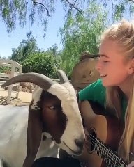 Belle scène entre une chèvre et sa bergère ! A absolument voir !