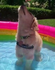 Ce chiot passe un excellent moment dans sa piscine gonflable. Trop chou !