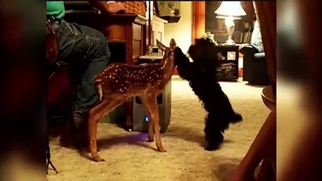 The Cutest Baby Puppies - Kittens Weekly Compilation 2017 - Funny Pet Videos