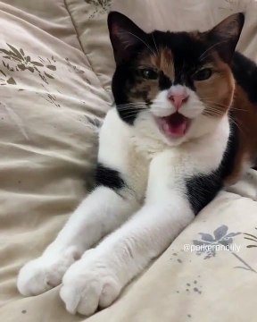 Quand une chatte a envie de caresses, voici ce que ça donne !