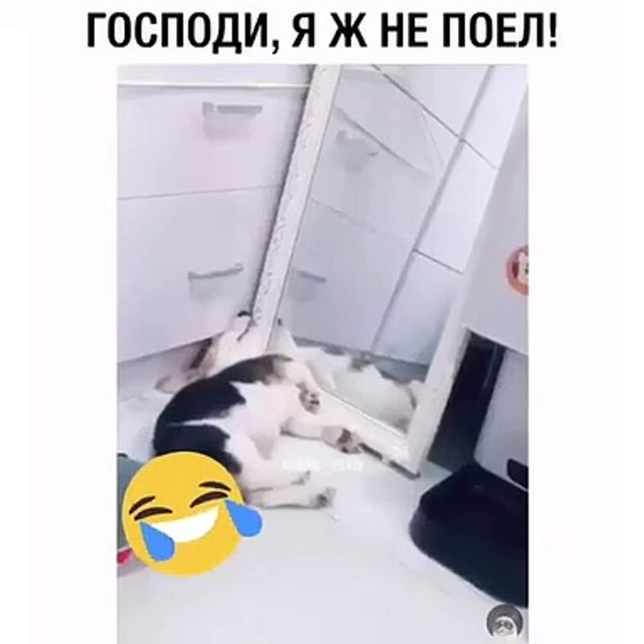 Cette chienne dort d'une drôle de manière. Essaye de ne pas rigoler !