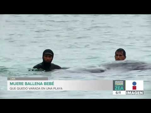 Muere ballena bebé que estaba varada en una playa de Lima | Noticias con Francico Zea