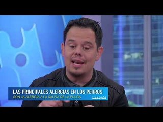 Prevé y detecta las enfermedades en la piel de tu mascota