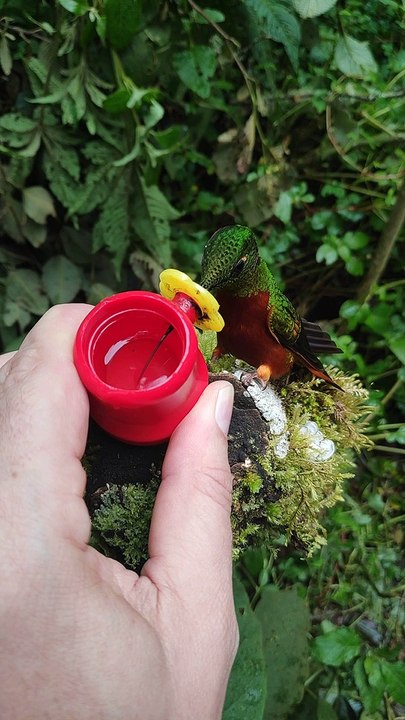 Hand Feeding Hummingbirds