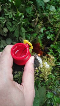 Hand Feeding Hummingbirds