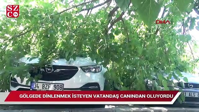 Ağacın dalından son anda kurtuldu