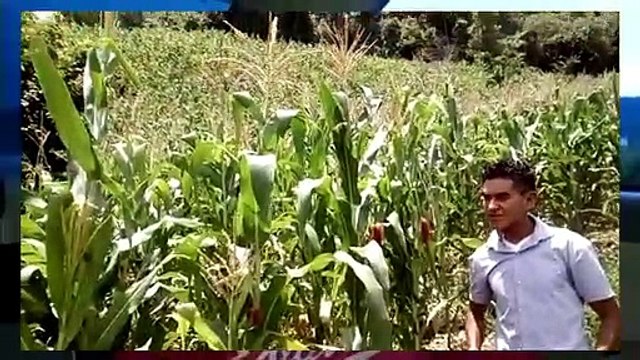 Herminio Juarez Cosechando Elotes en su Milpa