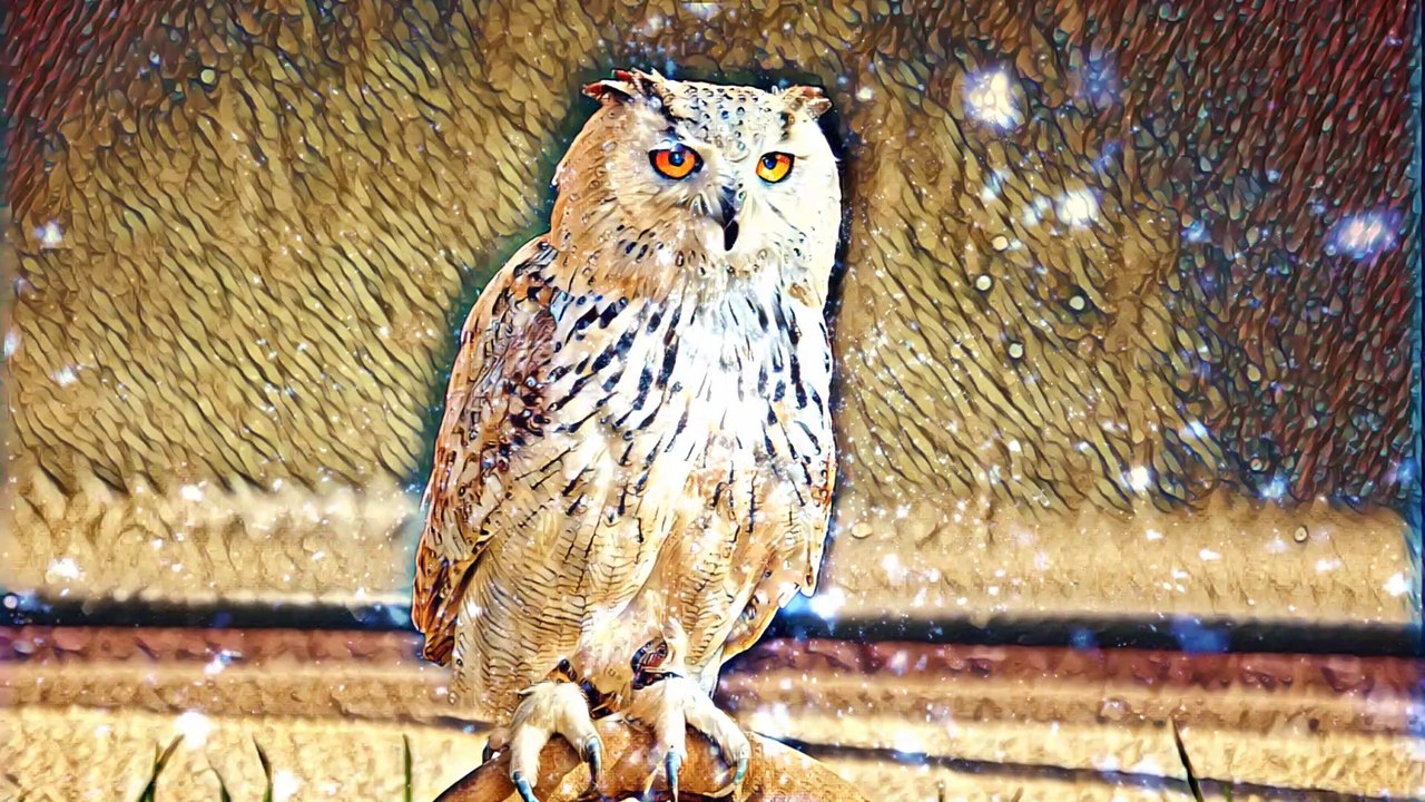 Owl Nation