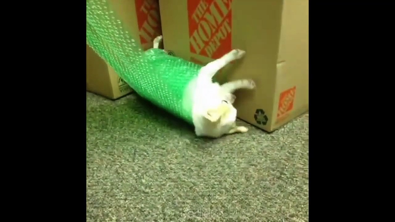 Try Not To Laugh Compilation _7 - Best Funny dogs videos - FUNNIEST ANIMAL VIDEOS 2019 