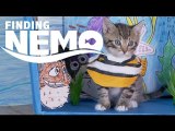 Disney Pixar's Finding Nemo (Cute Kitten Version)