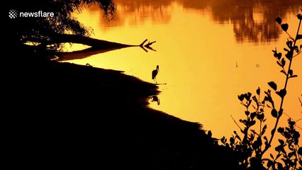 Straight out of Lion King: Beautiful silhouette of open-billed stork in South African national park