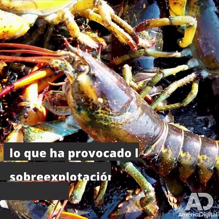 Cinco cosas que ha hecho el hombre que ponen en peligro de extinción a un millón de especies...