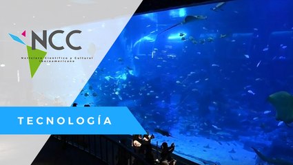 Mantarrayas despliegan su esplendor en acuario de Singapur