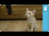 Kitten Loves Canon EOS 6D - Kitten Love