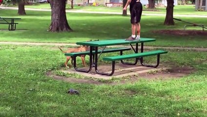 Topeka Police Officer Shoots Attacking Dog, Saves Bloodied Kids Adults (viral video)