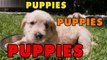 Puppies, Puppies and Puppies - Episode 2