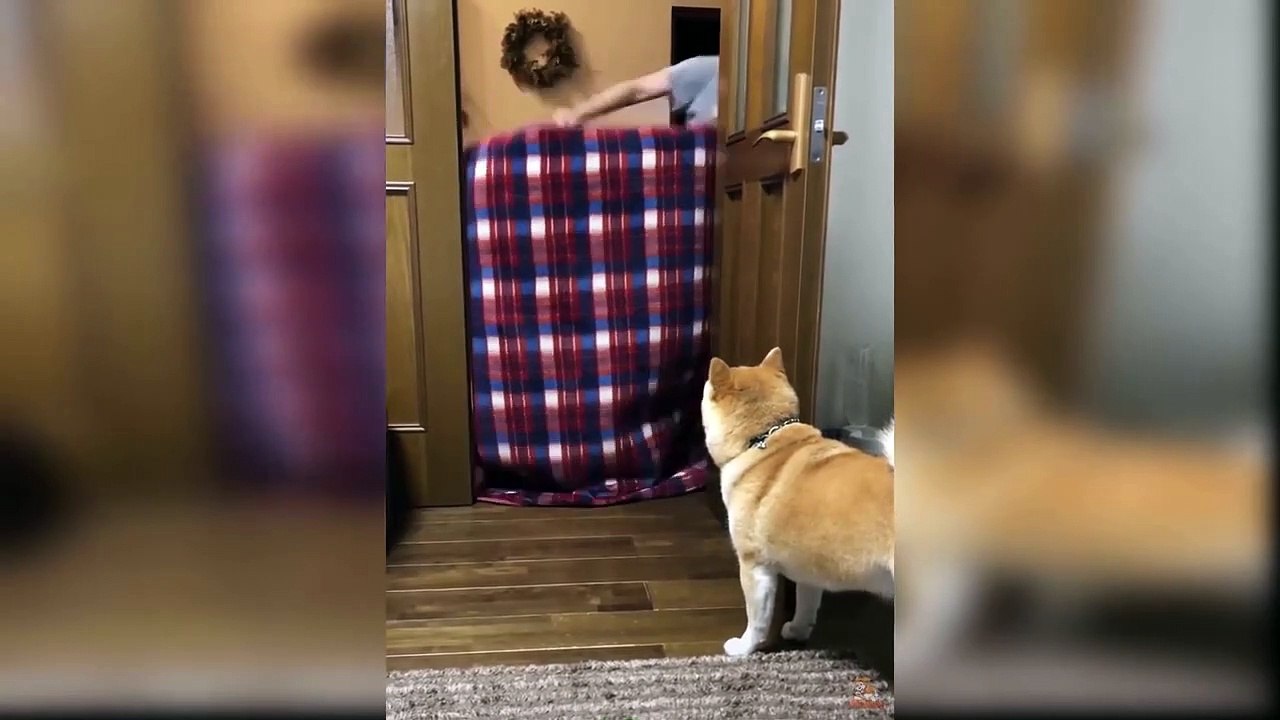 Dog Reaction to Magic Trick - Funny Dogs with Magic Tricks