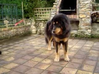 1ers jours de Kumbhu à la maison