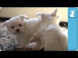 Super Slow Motion Maltese Puppies Playing - Puppy Love