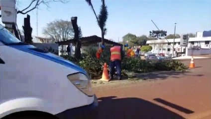 Corte de árvore provoca interdição parcial de via, no centro