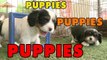 Puppies, Puppies and Puppies - Episode 3