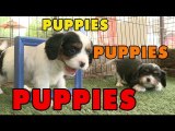 Puppies, Puppies and Puppies - Episode 3