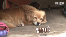 The Miracle Dog | الكلب المعجزة