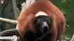 This Red-Ruffed Lemur Group Shriek Is Something Else