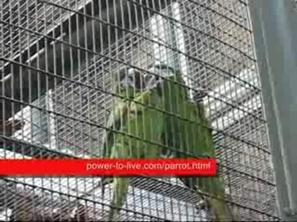 Parrots Making Love