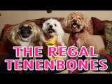 Wes Anderson's The Royal Tenenbaums Pet Parody