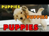 Puppies, Puppies and Puppies - Episode 4