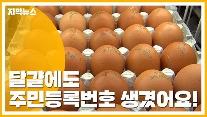 [자막뉴스] '달걀 고유번호' 시행...어떻게 확인할까? / YTN