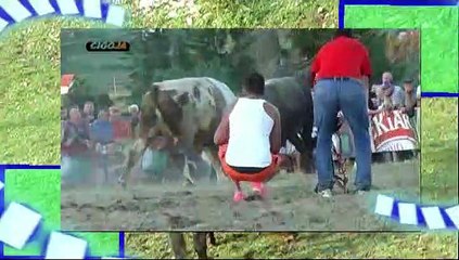 GOLUB MUJE HRVACICA 6 BORBI 6 POBJEDA I CEKA SLEDECEG