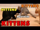 Kittens, Kittens and Kittens - Episode 4