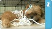 Shih Tzu Puppies Basketball - Nothing But Net- - Puppy Love