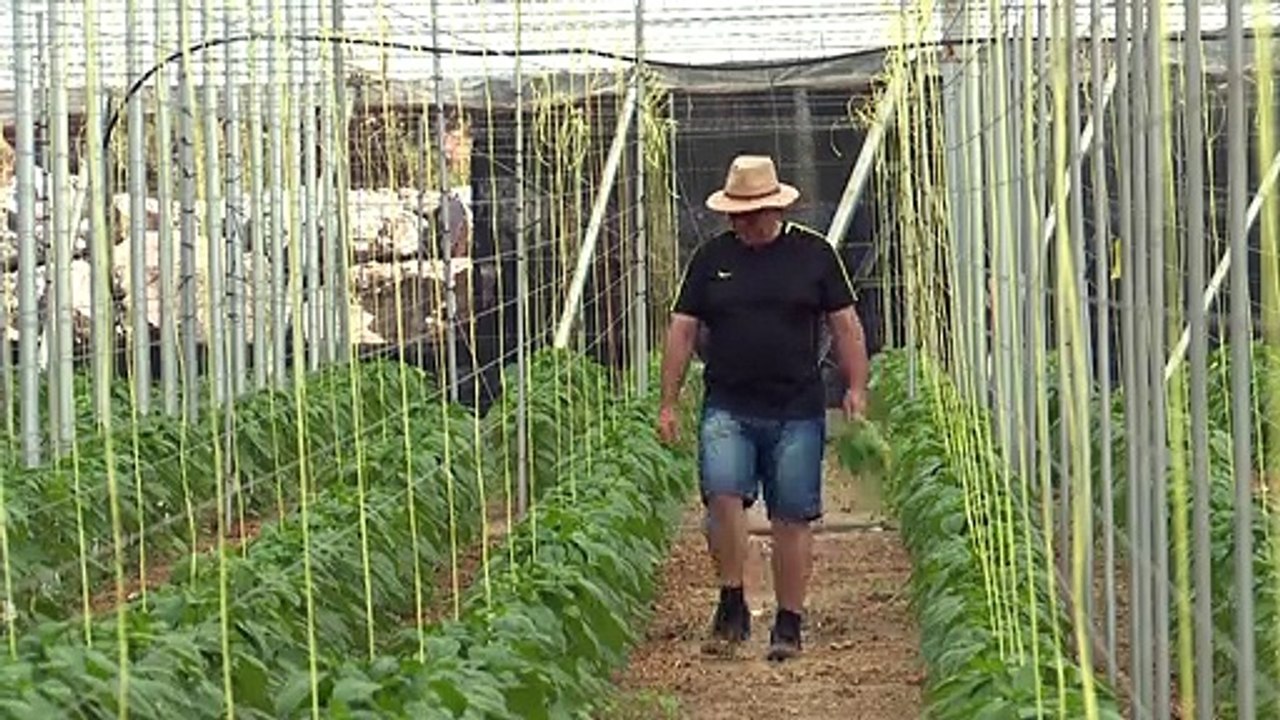 Insekten statt Chemie in Spaniens Mega-Monokulturen