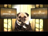 The Oscars 2014 - Best Picture Nominees (Cute Pug Version)