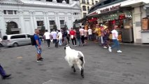 Keçisiyle Taksim'e çıktı, vatandaşların ilgi odağı oldu