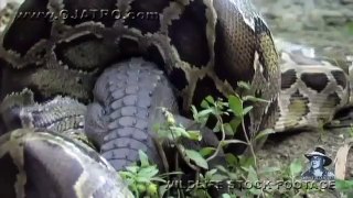 python_eats_alligator_02_time_lapse_spe