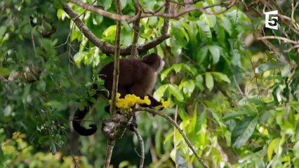 Cet oiseau tue et mange des singes - ZAPPING SAUVAGE