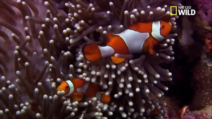 La reproduction des anémones