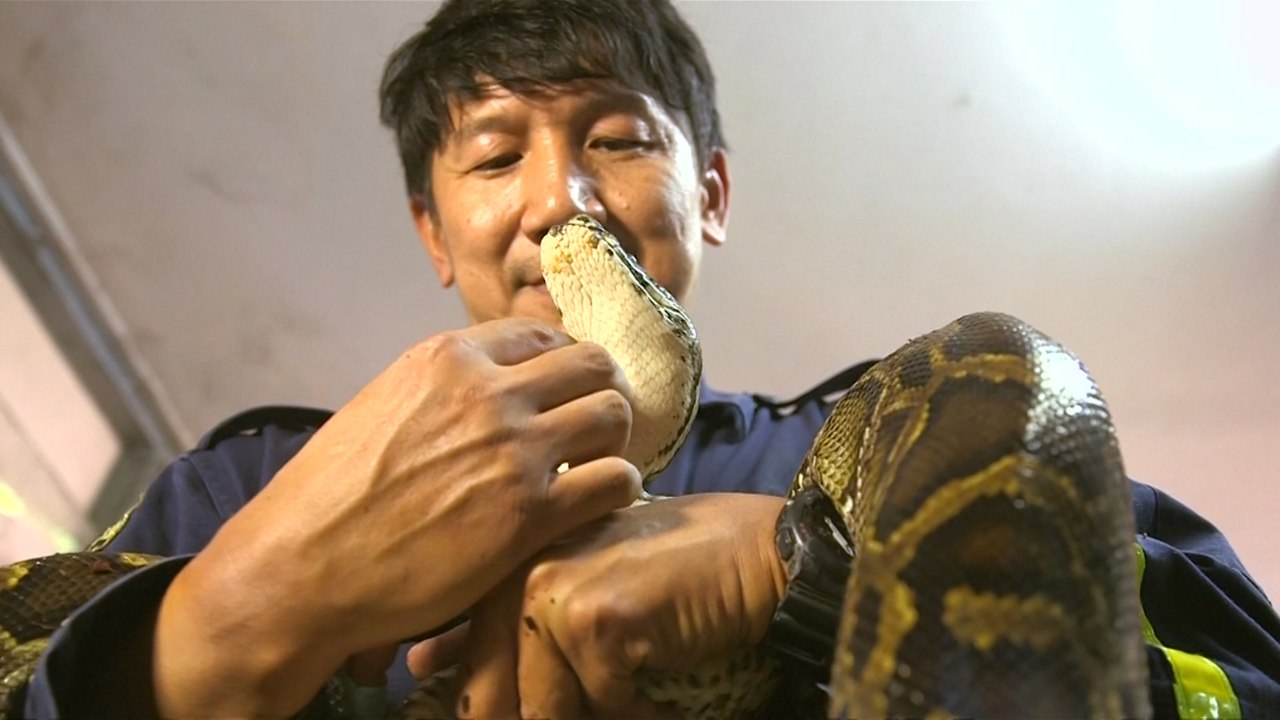 The Thai firefighter who catches snakes with his bare hands