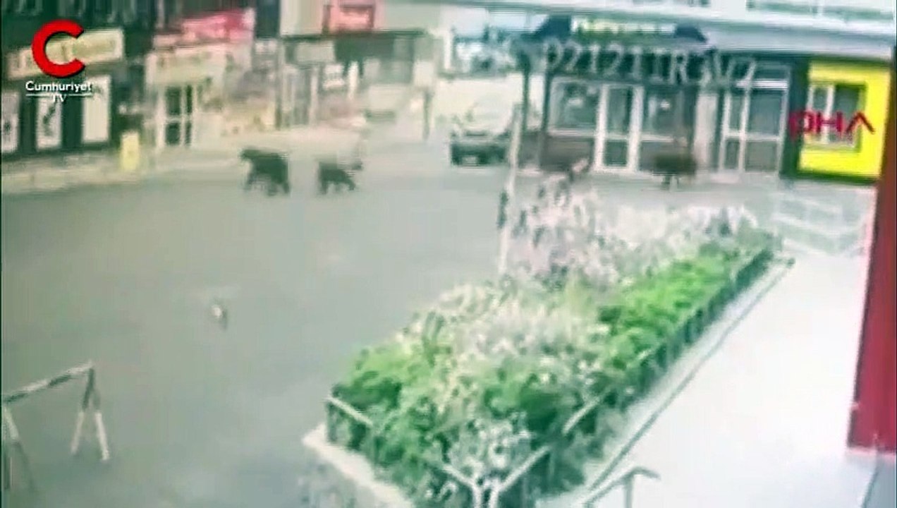 Şehre inen ayı ve yavrularını polis kovaladı